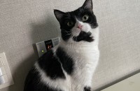 스코티쉬 폴드 형제 입양 합니다