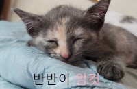 인천 남동구 논현동 코숏 2개월 6남매 키우실 분