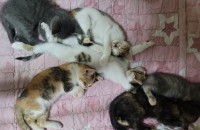 코숏 6남매 분양합니다 (생후 2개월)