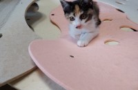 똑순이 품바의 가족이 되어주세요!! (10월10일추정생)