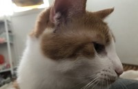 고양이 분양합니다..