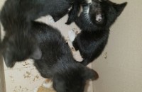 아기고양이 무료 분양 함니다