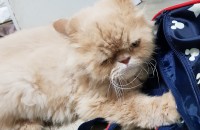 사랑으로 보살펴주실분