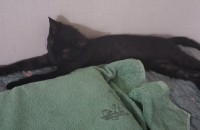 4개월단 남자아이 고양이 분양해요