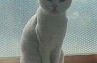 이쁘게 키워주실분