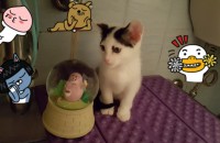 2개월된 우리 냥이를 사랑으로 키워줄 분을 기다립니다.