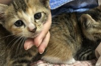 50일된 아깽이 분양해요