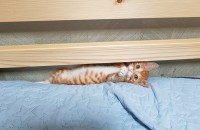 (부산) 3개월된 치즈남아 분양합니다.