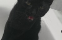 고양이 무료분양