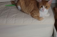 코숏/1년/중성화완료/수컷2마리 분양합니다