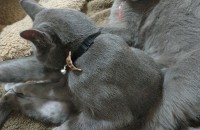 러시안불루(고양이 부부)