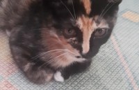 고양이 생 2018.02.05