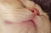 브리티쉬숏헤어 3개월 남아 치즈냥