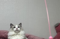 랙돌 1년 7개월 2마리 분양합니다.