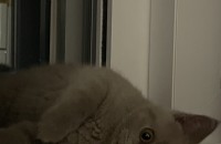 브리티쉬 숏헤어