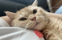 1살 브리티쉬숏헤어 분양 보내요