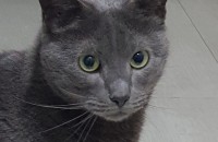 러시안블루 남아 무료 분양합니다 6살