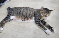 경기도 남양주 오남읍 아깽이 7마리 가족 찾아요.