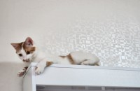 코숏 여아 중성화완료 키워주실분찾아요