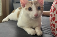 천사반려가족 분양합니다.