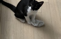 5개월아기고양이분양합니다.