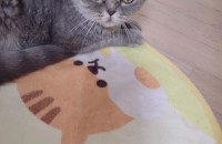 스코티쉬폴드 여아 무료 분양합니다