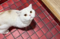 브리티쉬숏헤어 2살 수컷 개냥이