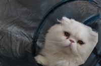 임보중인 고양이 입양자를 찾습니다