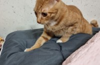 코숏 5개월된고양이 무료분양합니다.