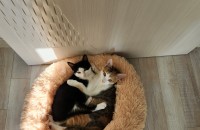 코숏 2마리 무료분양중