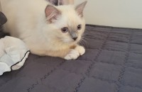 블루바이미티드렉돌 분양