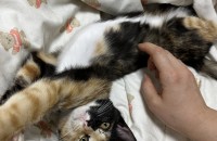 4개월된 아깽이가 집사님을 찾아요