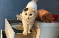 렉돌 10개월 여자 아기입니다(세상 순해요)