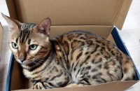 뱅갈성묘남아/먼치킨성묘남아 분양해요