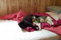 고양, 파주 무료분양합니다