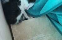 젖먹이아기고양이분양해요