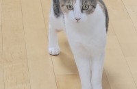 평택 코숏 8개월 여아 무료분양