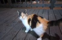 길고양이 삼색이 분양