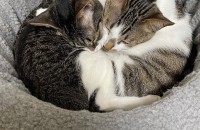 코숏 고양이 두마리의 집사님을 찾습니다