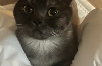 올해 2살 먼치킨 남아예용