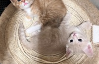 고양이 애기 무료분양