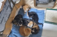 가정집 새끼냥이들 무료분양해요