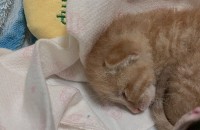 태어난지 아직 한달도 안된 아기 고양이 분양합니다