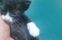 (전남,광주)임보중인 아기고양이 분양합니다