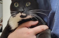 하얀 양말신은 고양이