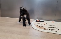 새끼고양이 분양합니다!!