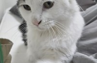 1살 남아 분양 보냅니다