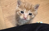 아기 길냥이 무료분양