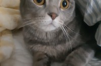 (성남 분당)예쁜 스코티쉬폴드 남아 4살입니다