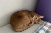 아비시니안 남아 무료 분양합니다